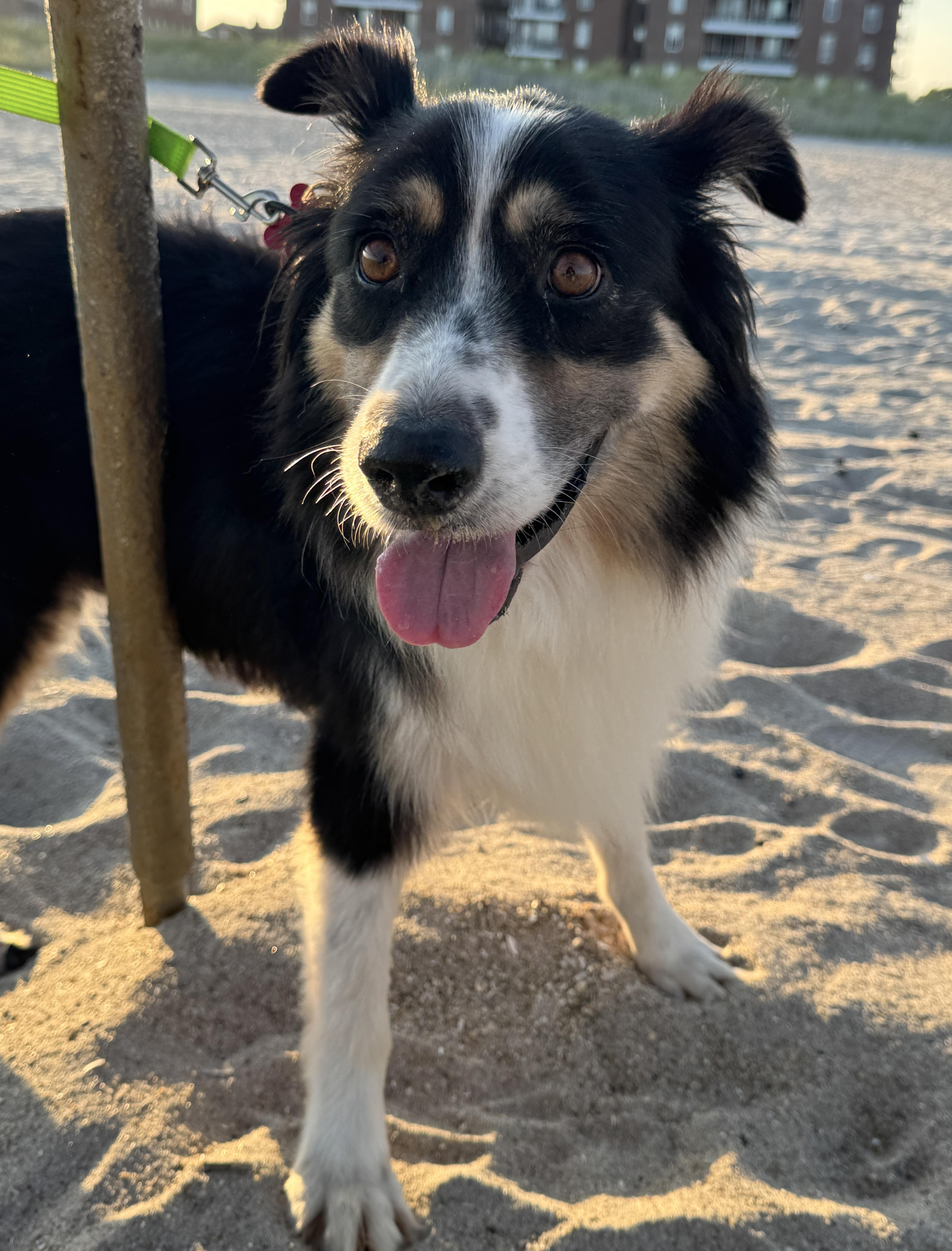 Enlarge Annie, an adopted mixed breed in Brooklyn, NY image 5/6