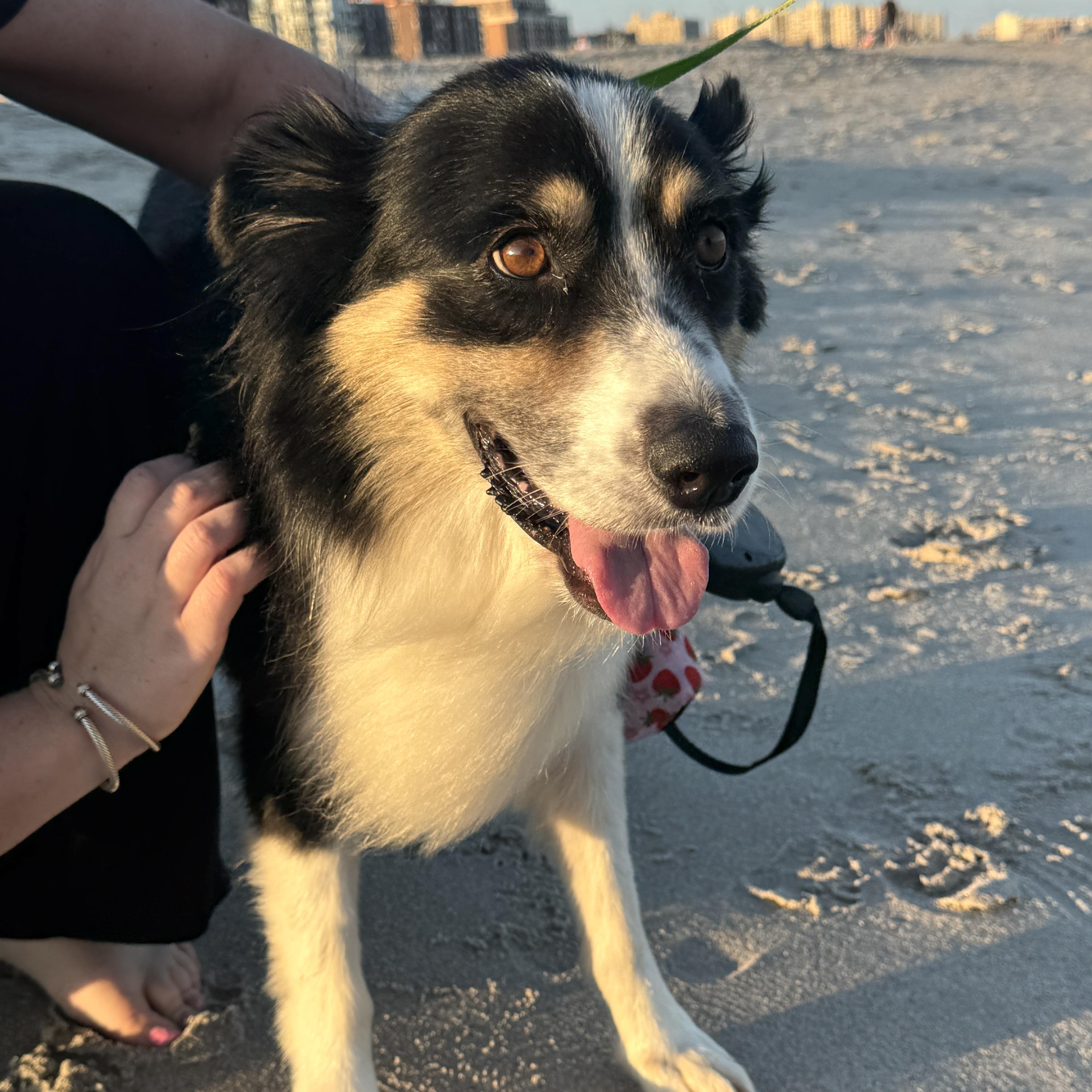 Annie, adopted, Young Female Australian Shepherd.