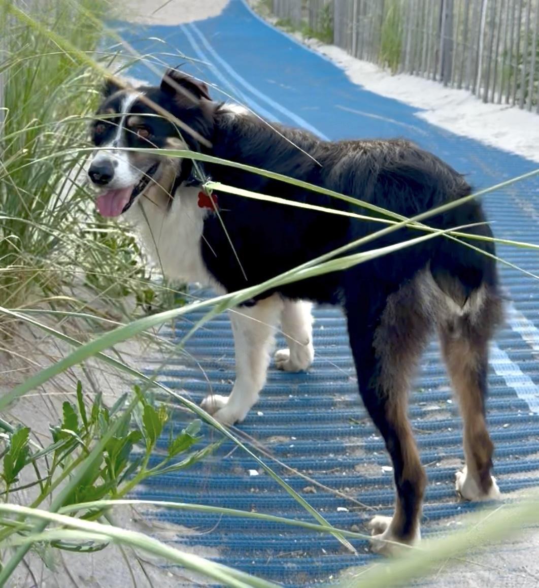 Enlarge Annie, an adopted mixed breed in Brooklyn, NY image 6/6