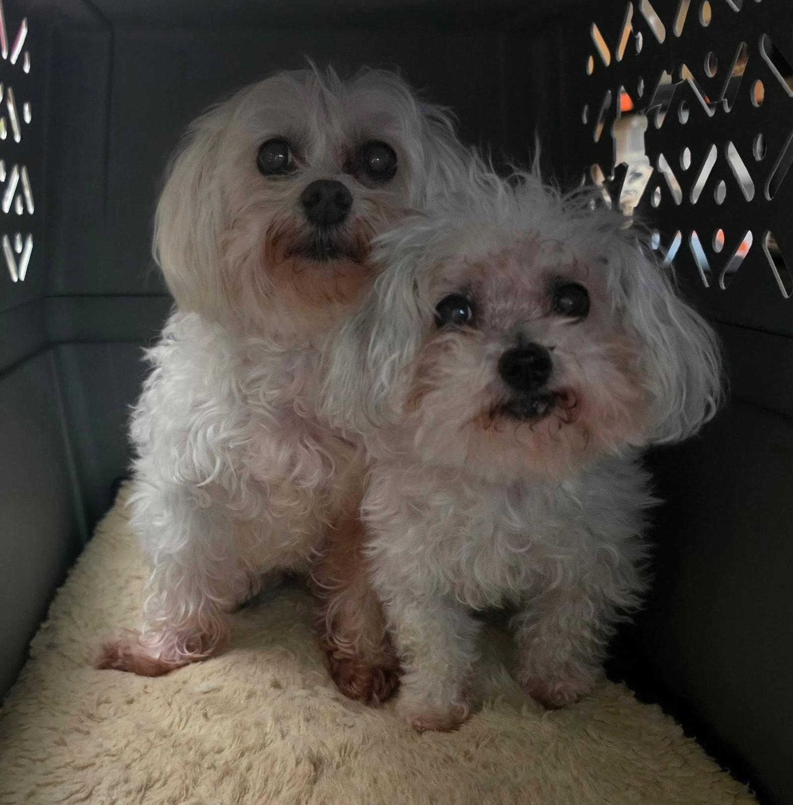 Harlow & Gracie, Adoptable, Senior Female Maltese.