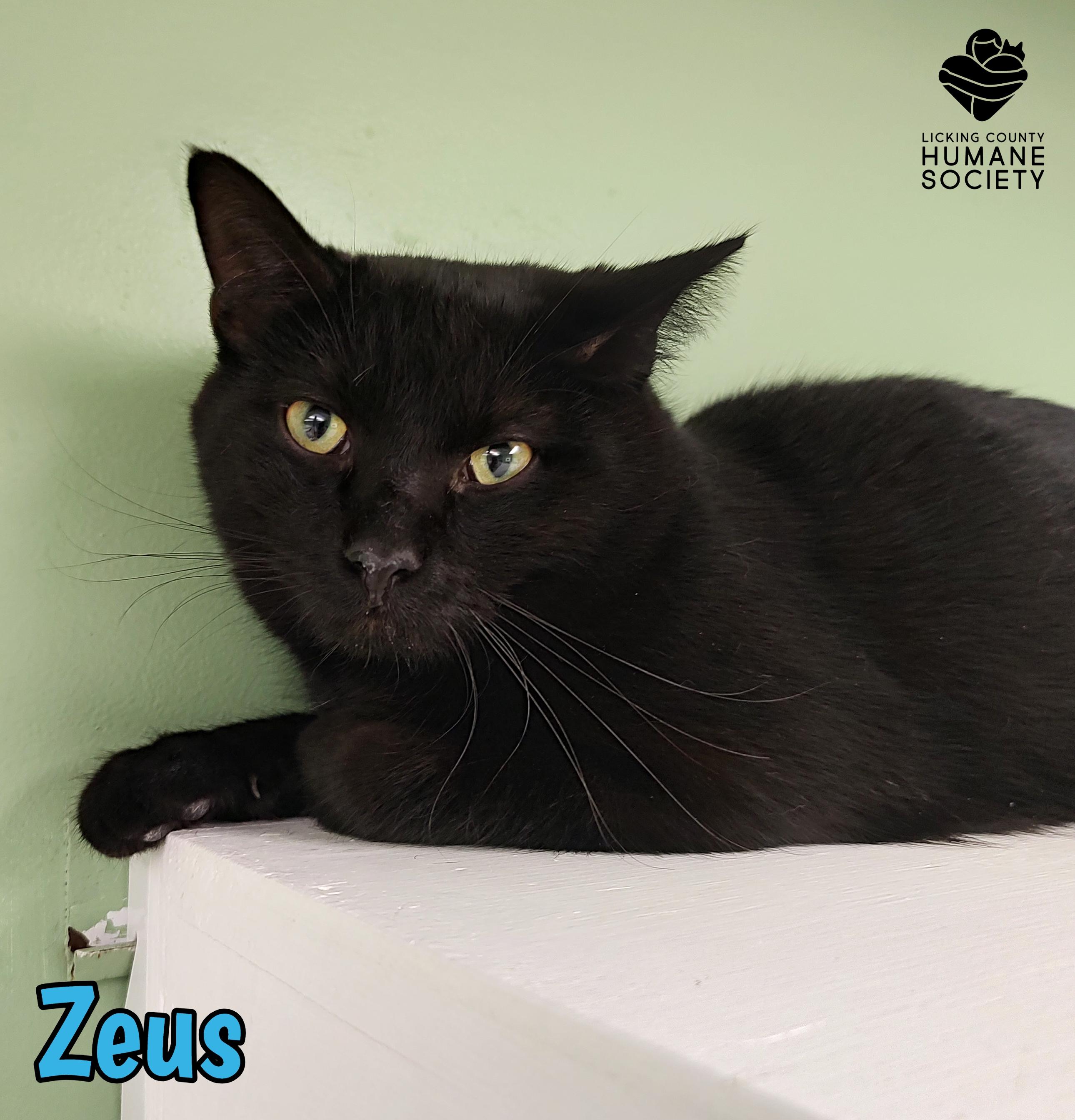Zeus, adopted, Adult Male Domestic Short Hair.