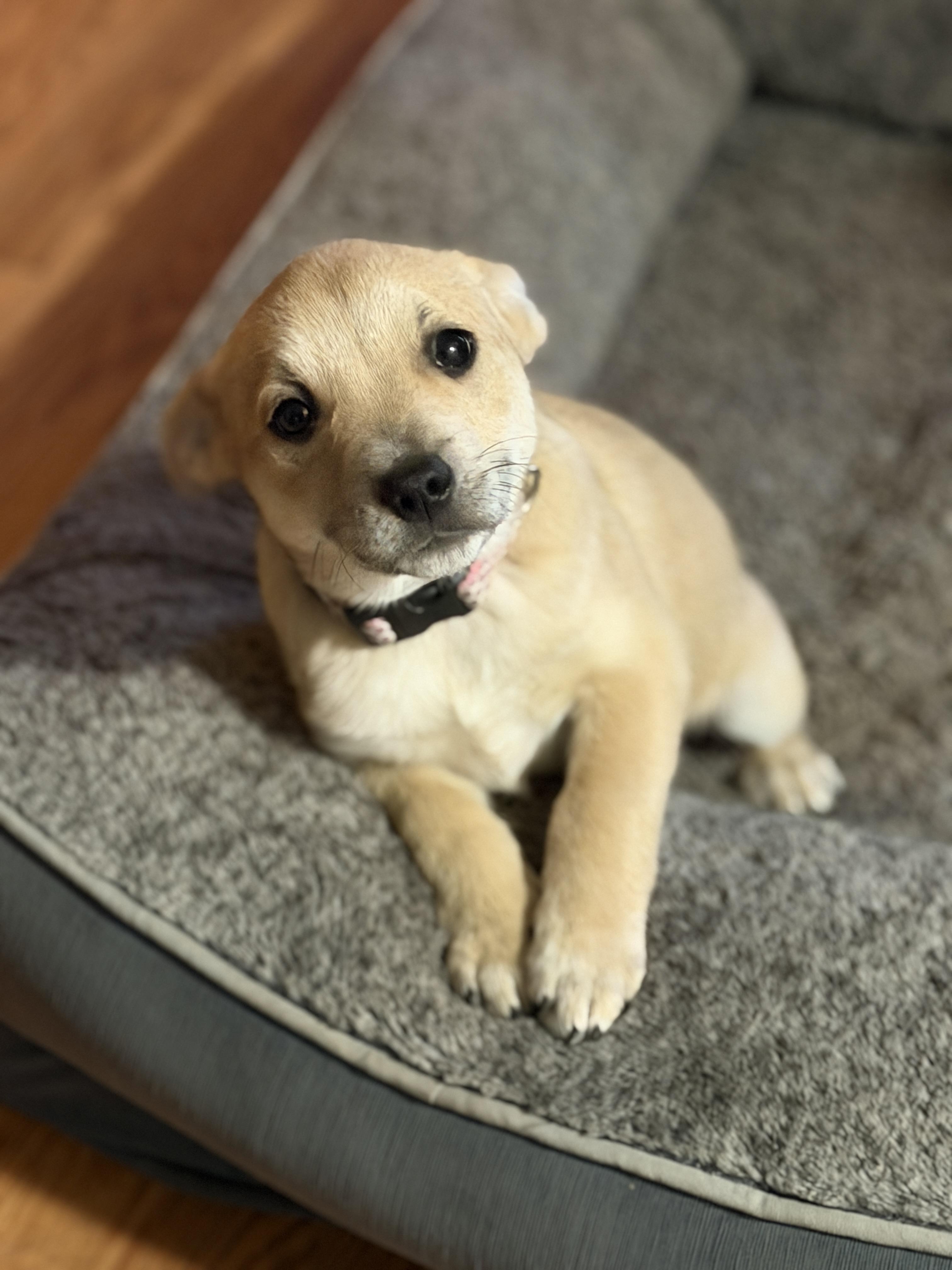 Jovie, ADOPTABLE, Puppy Female Mixed Breed.