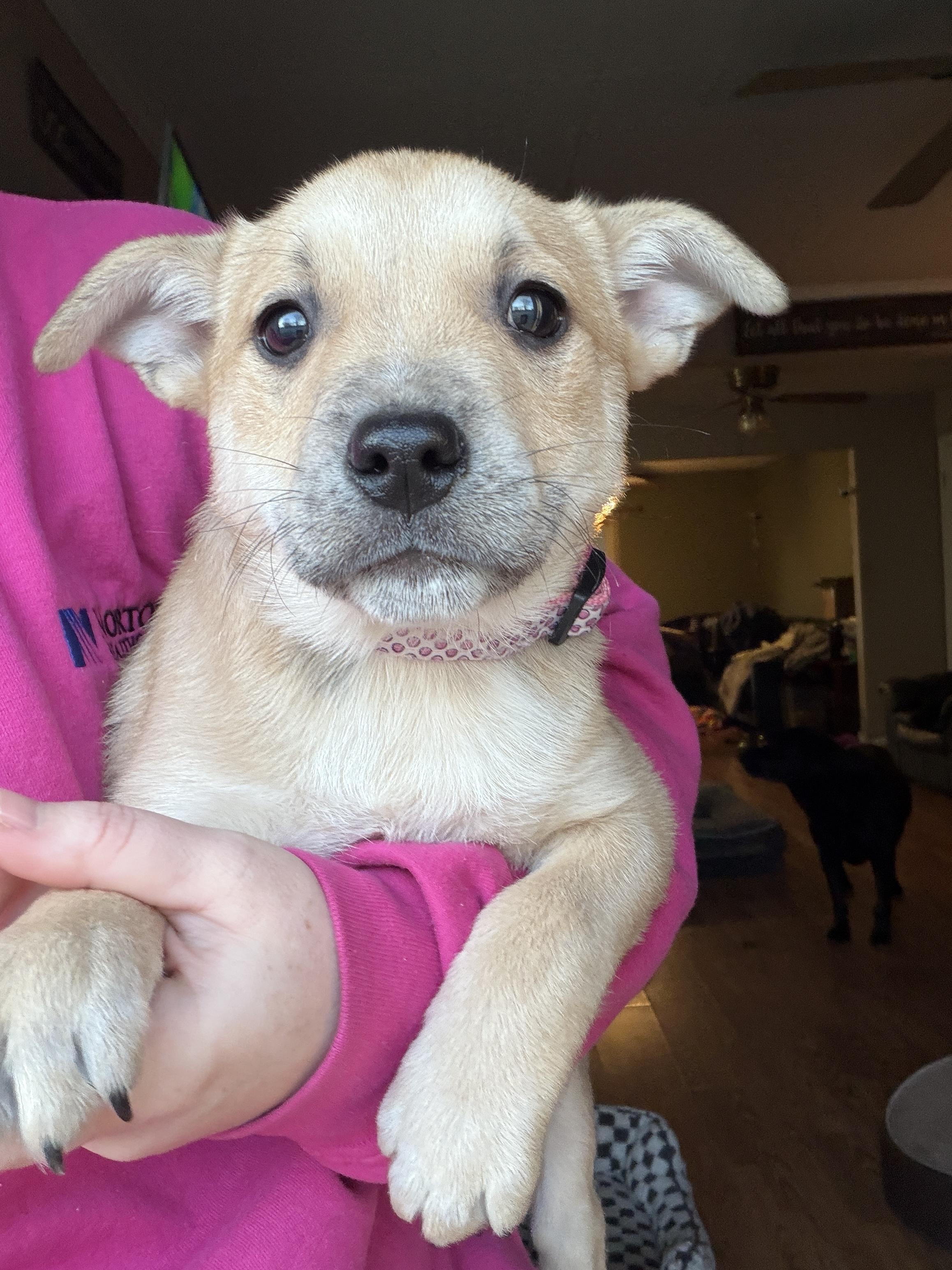 Enlarge Jovie, a ADOPTABLE Mixed Breed in Jeffersonville, IN image 3/5