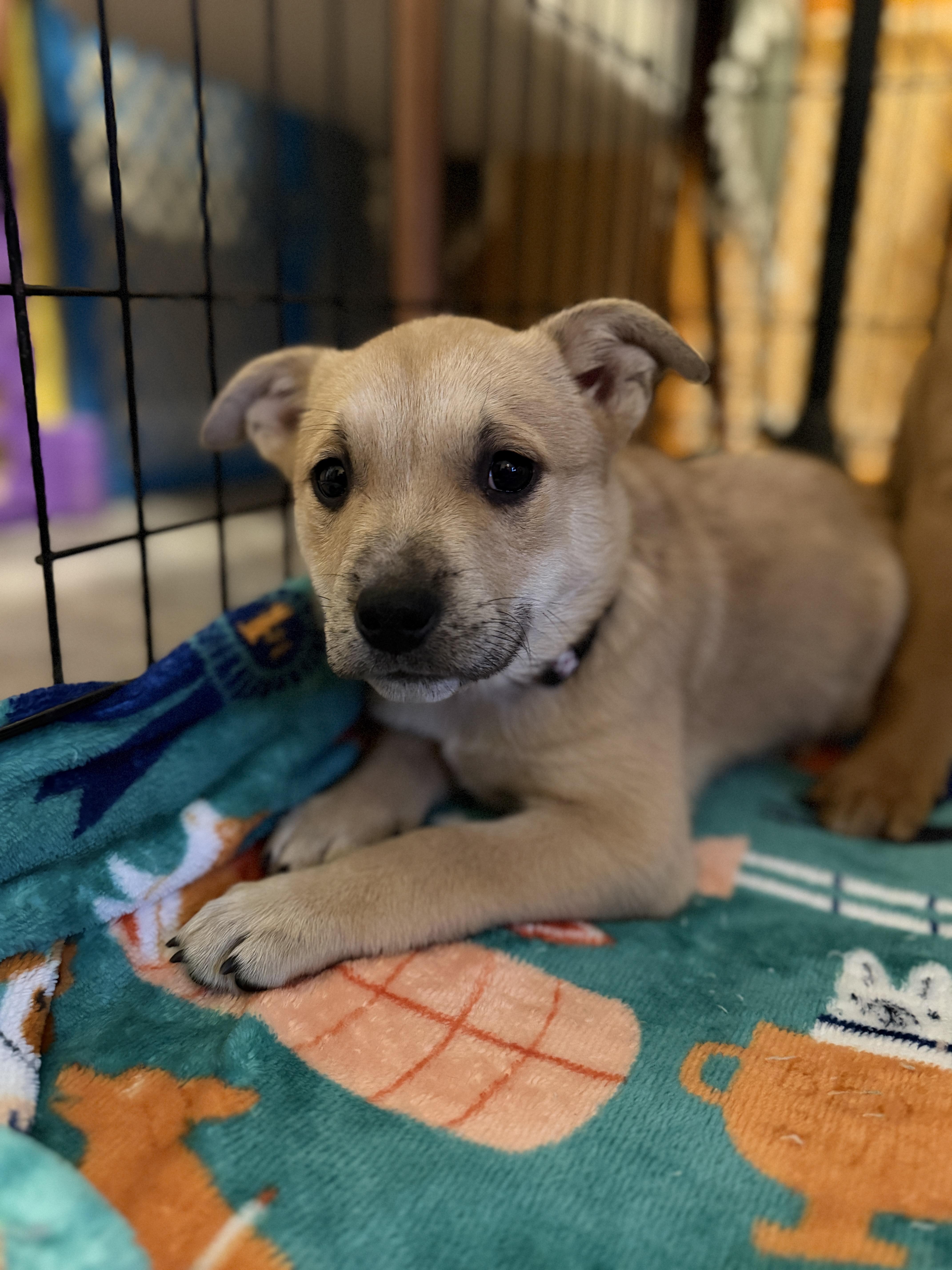 Enlarge Jovie, a ADOPTABLE Mixed Breed in Jeffersonville, IN image 4/5