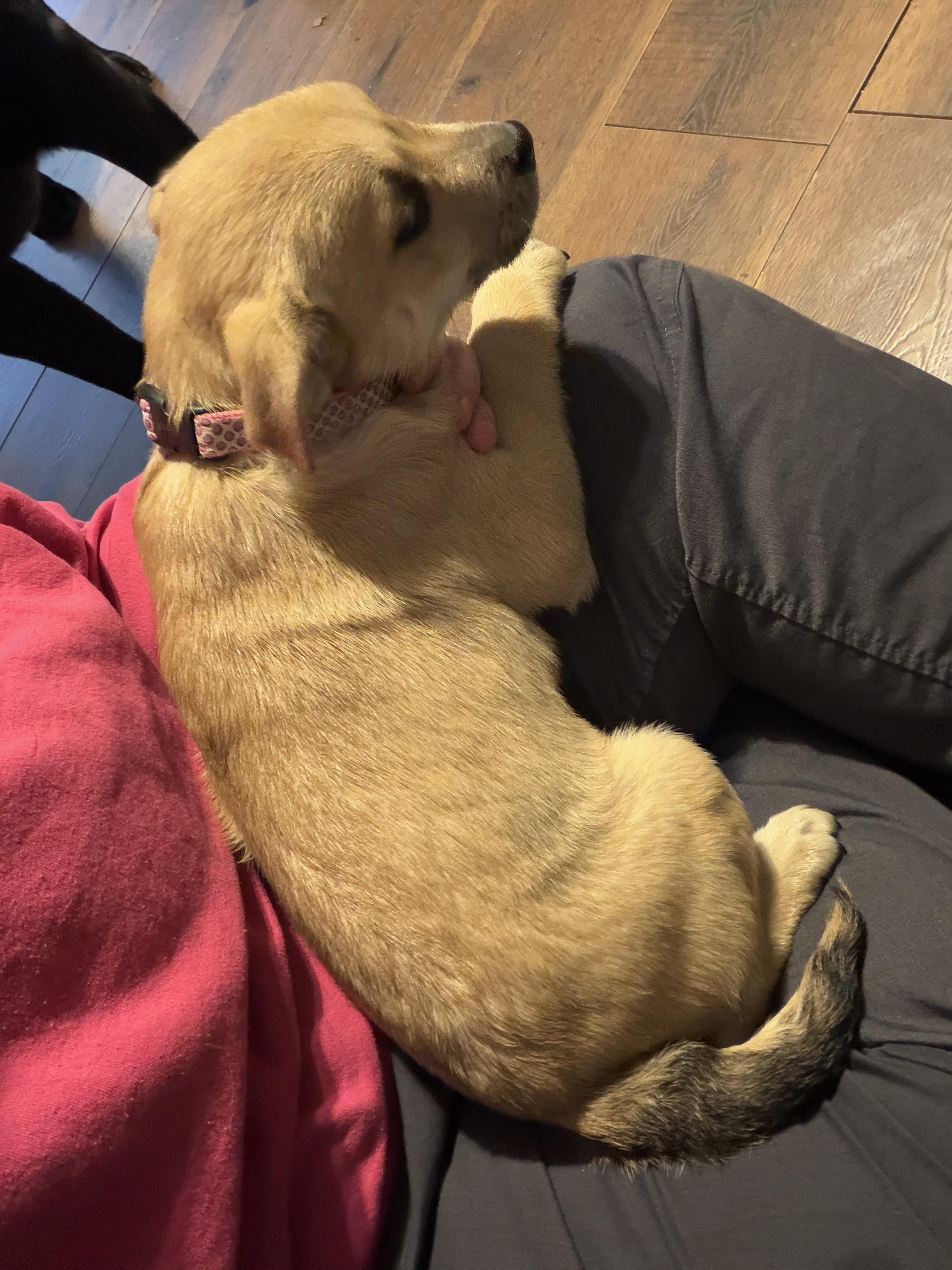 Enlarge Jovie, a ADOPTABLE Mixed Breed in Jeffersonville, IN image 5/5