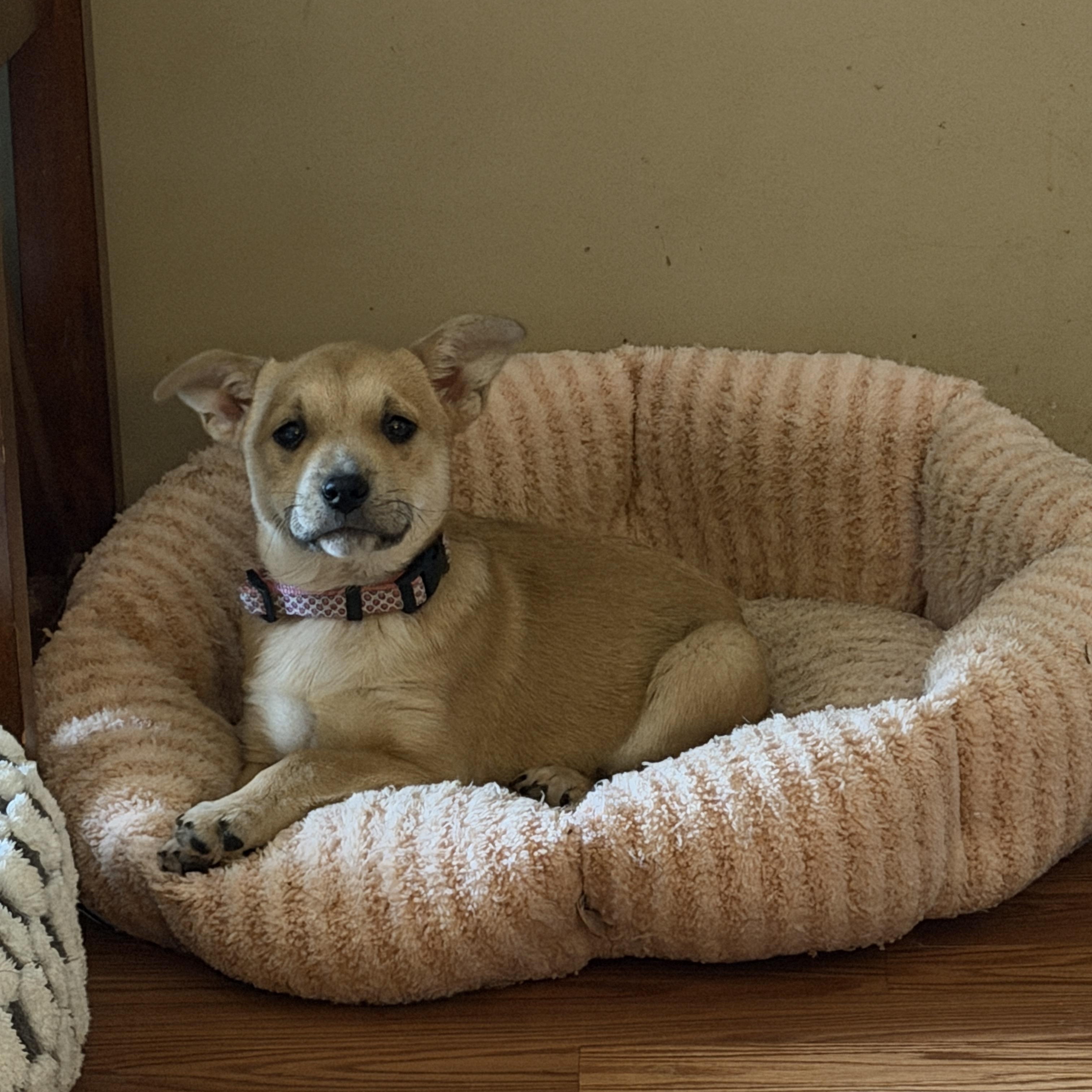 Enlarge Jovie, a ADOPTABLE Mixed Breed in Jeffersonville, IN image 2/5