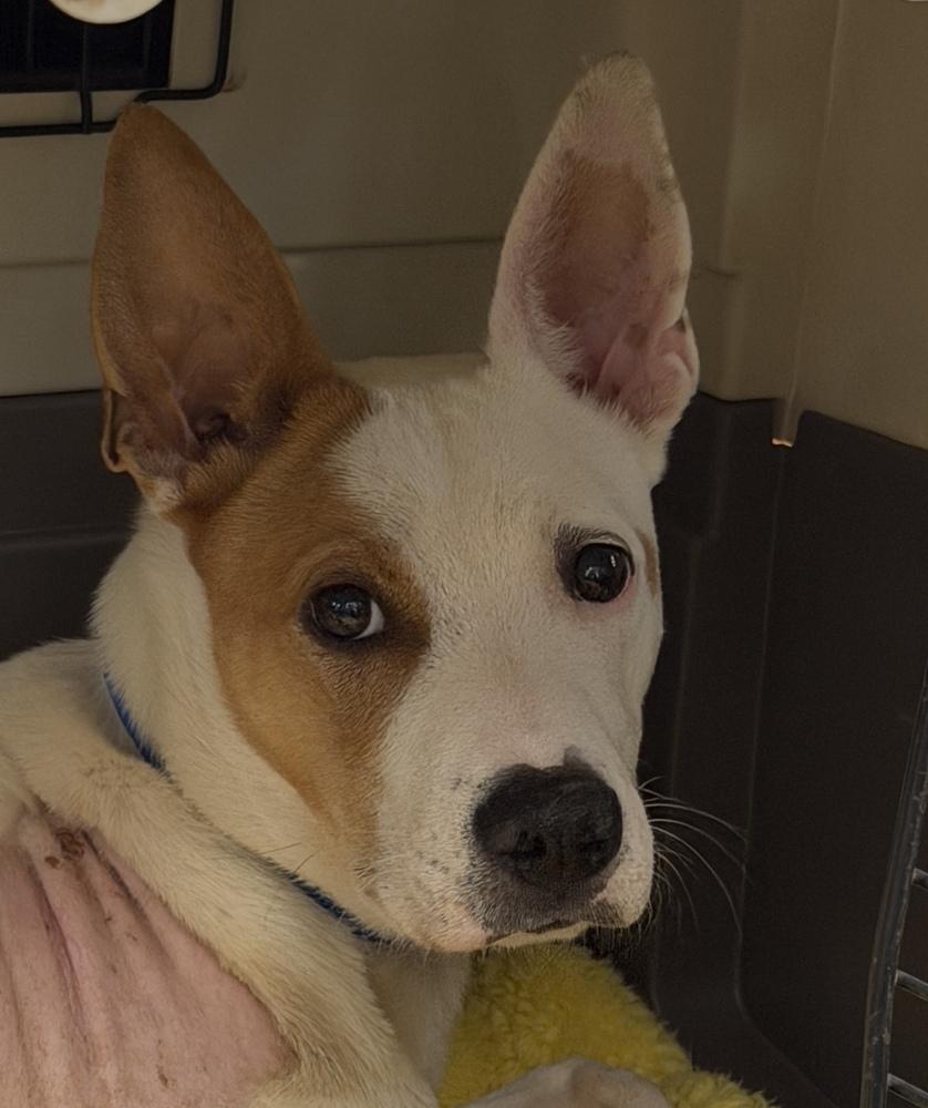 Zeus, Adoptable, Young Male Pit Bull Terrier.