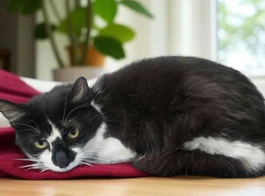 HoneyBun, Adoptable, Adult Female Domestic Medium Hair.