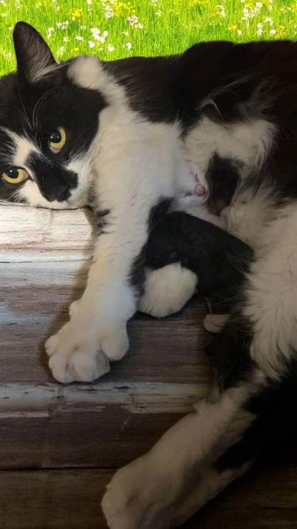 HoneyBun, a Adoptable Domestic Medium Hair in Sullivan, IN image 2/2