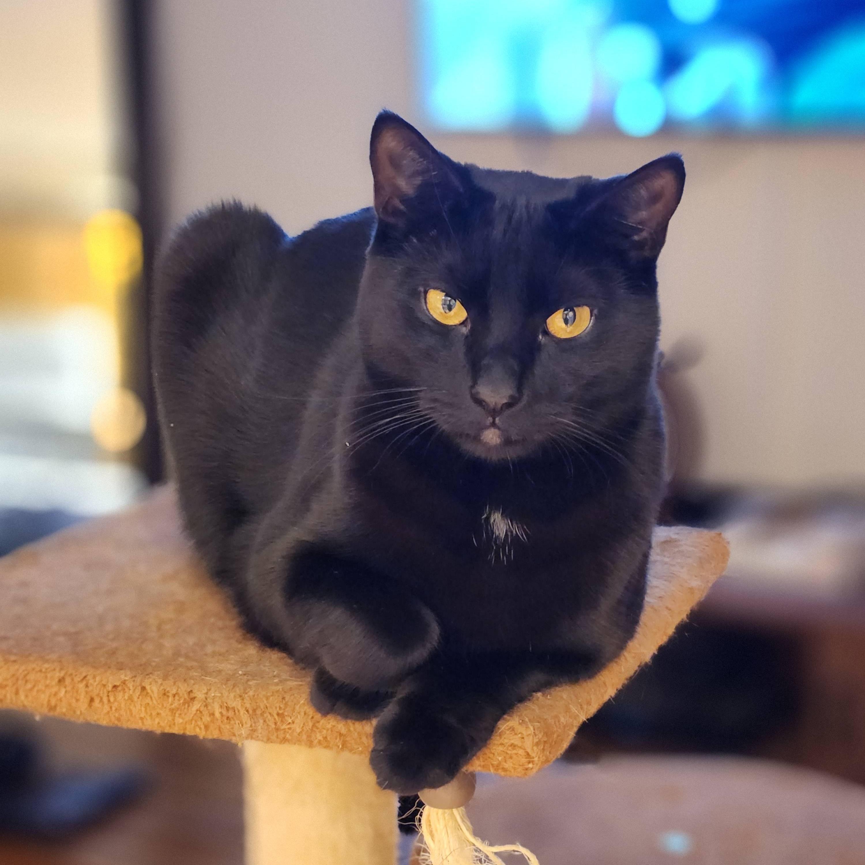 Willy with the Goatee, a Adoptable Domestic Short Hair in Florham Park, NJ image 2/4