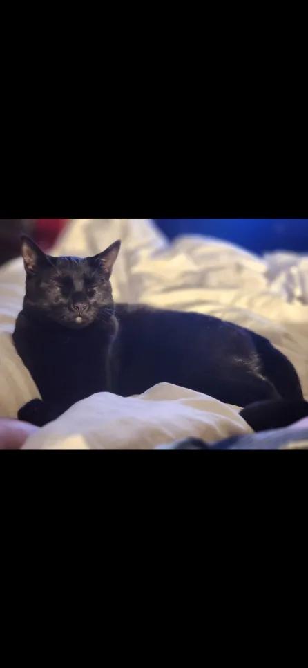 Willy with the Goatee, a Adoptable Domestic Short Hair in Florham Park, NJ image 4/4