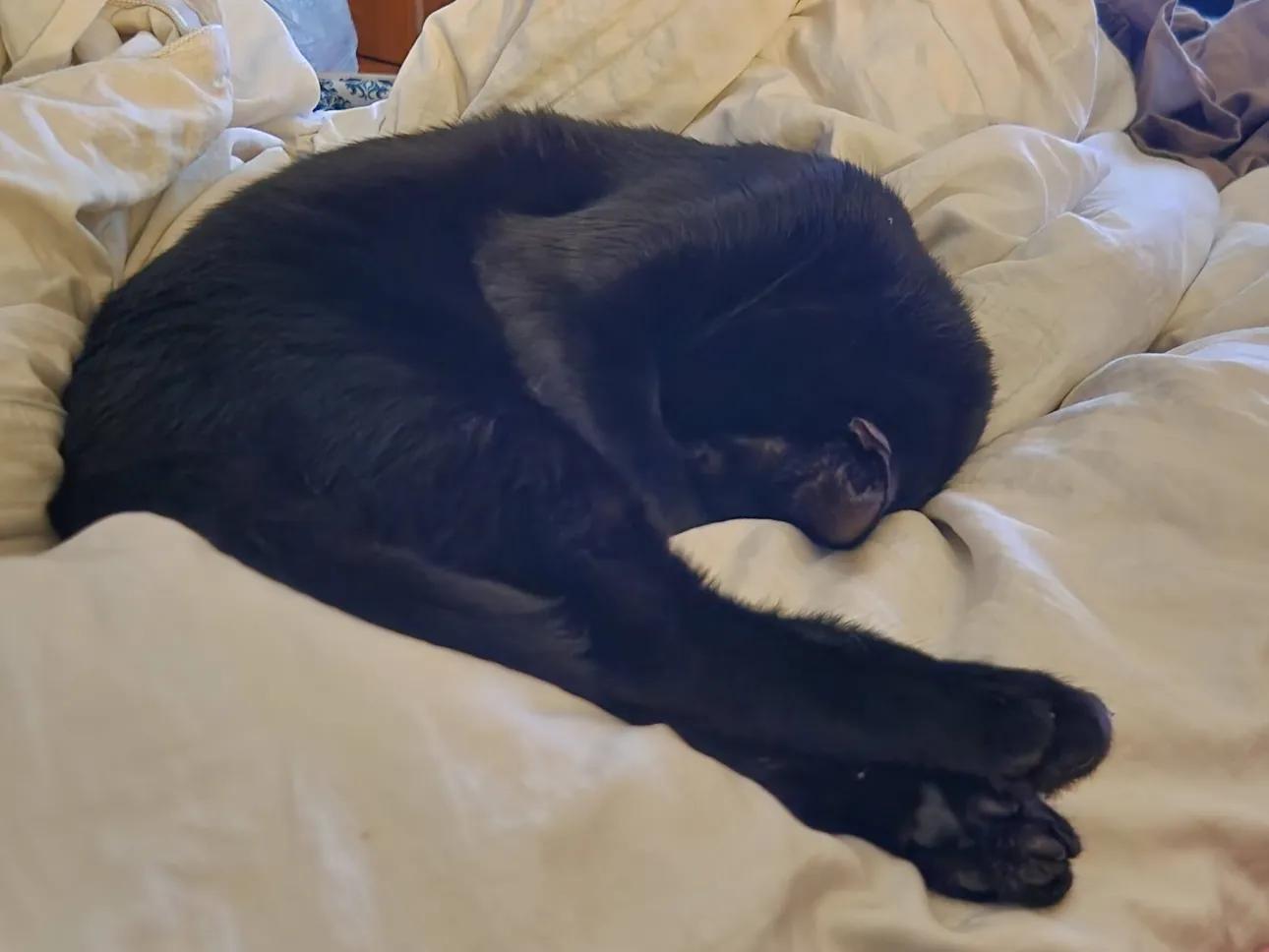 Willy with the Goatee, a Adoptable Domestic Short Hair in Florham Park, NJ image 3/4