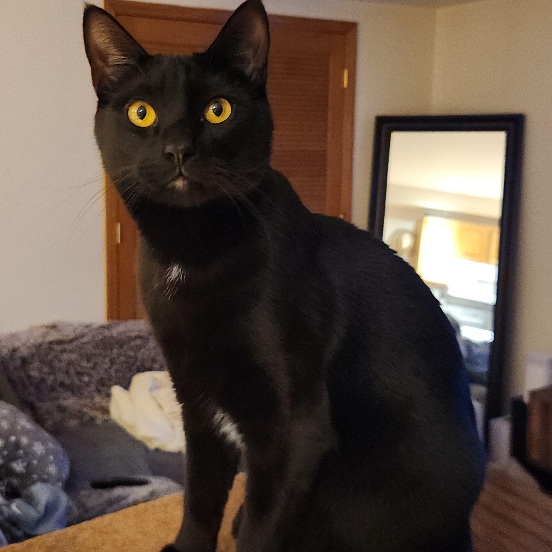 Willy with the Goatee, Adoptable, Adult Male Domestic Short Hair.