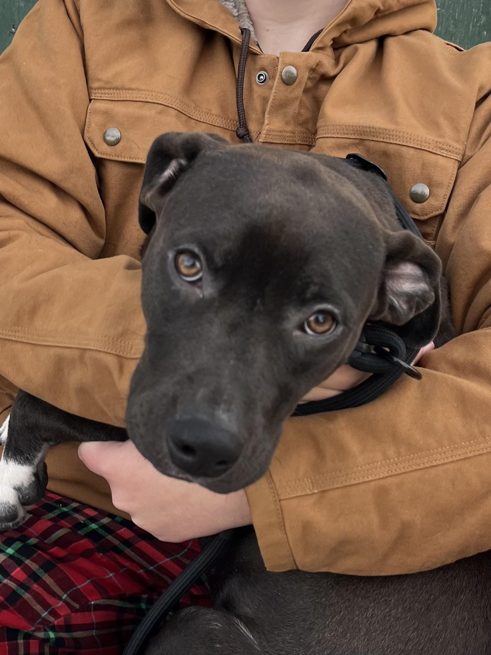 Enlarge Marshall, an adopted mixed breed in Watertown, CT image 4/5