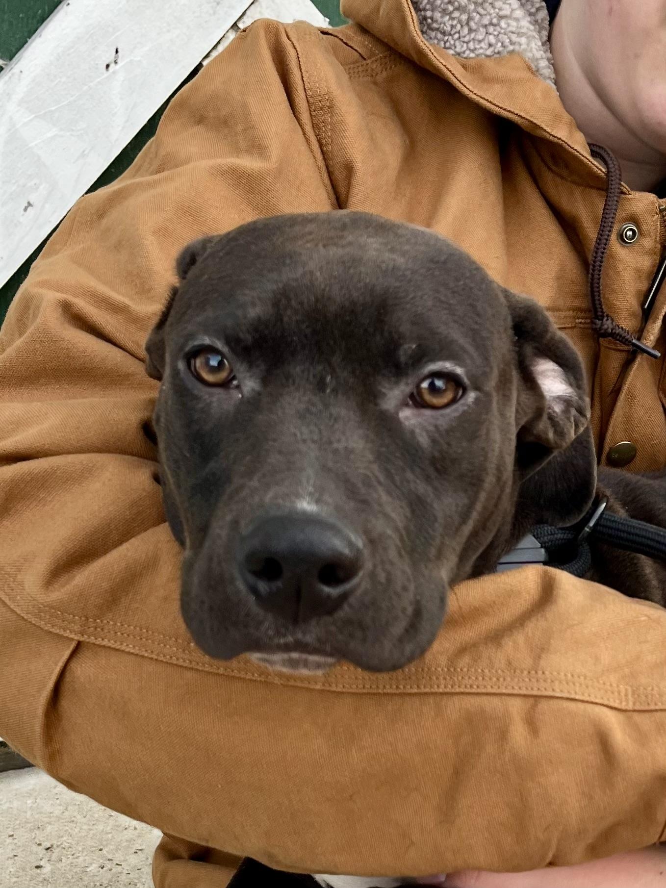 Enlarge Marshall, an adopted mixed breed in Watertown, CT image 3/5