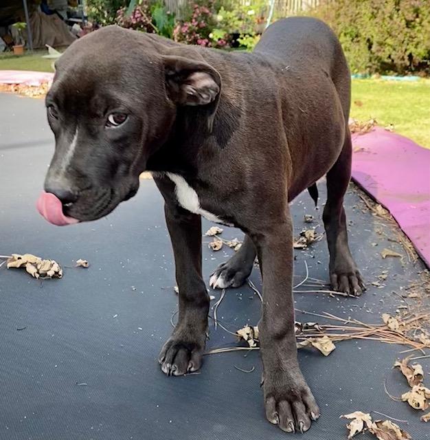 Marshall, a Adoptable mixed breed in Watertown, CT image 2/5