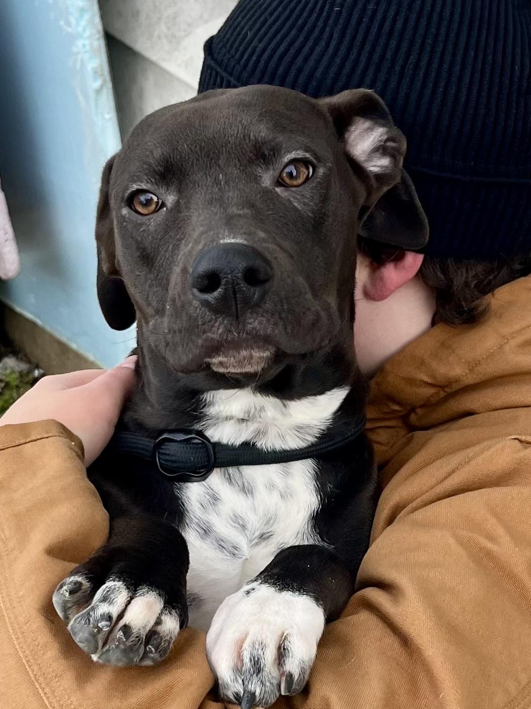 Marshall, Adoptable, Young Male Labrador Retriever & Boxer.