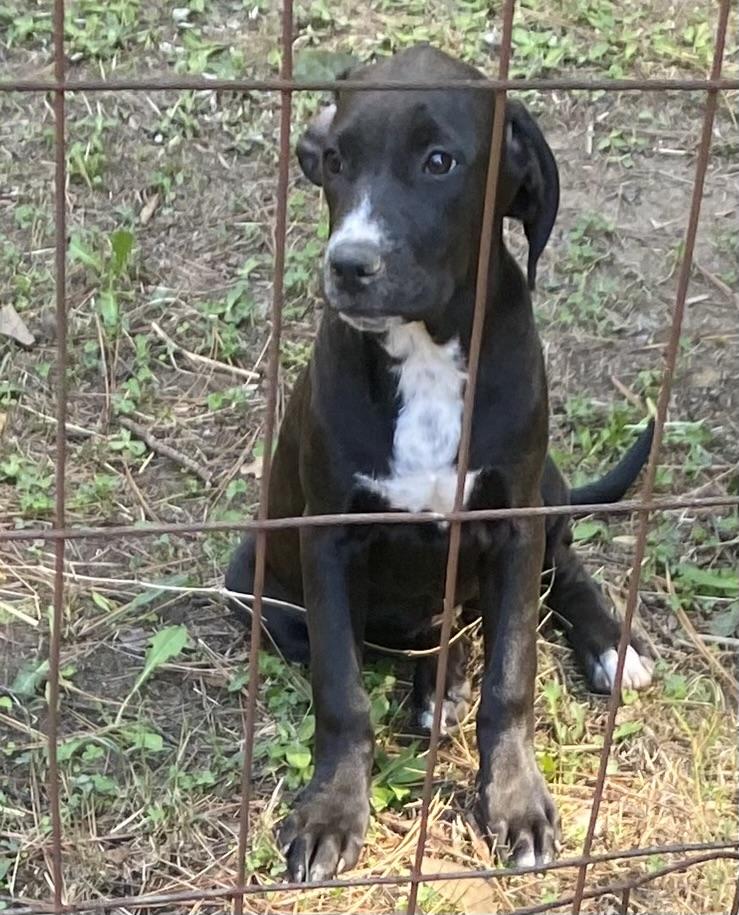 Marshall, a Adoptable mixed breed in Watertown, CT image 3/5