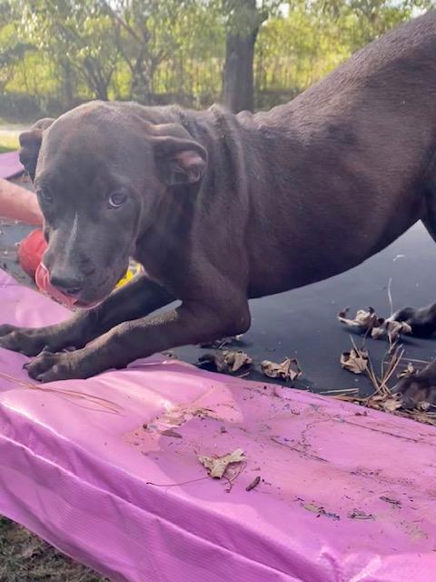 Marshall, a Adoptable mixed breed in Watertown, CT image 4/5