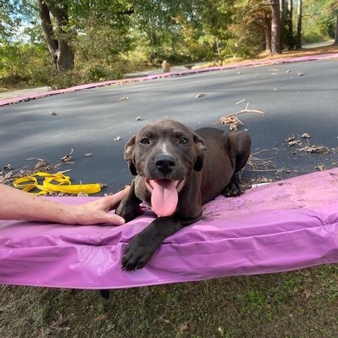 Marshall, Adoptable, Puppy Male Labrador Retriever & Boxer.