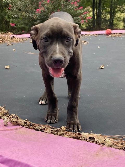 Marshall, a Adoptable mixed breed in Watertown, CT image 5/5