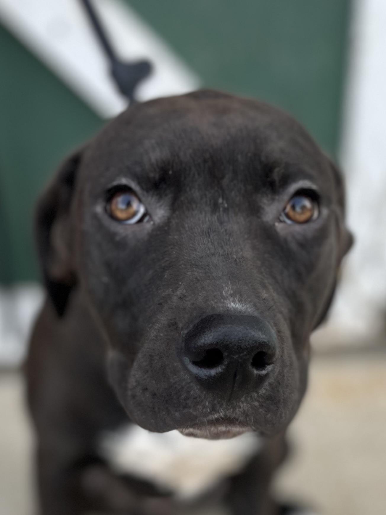 Enlarge Marshall, an adopted mixed breed in Watertown, CT image 5/5