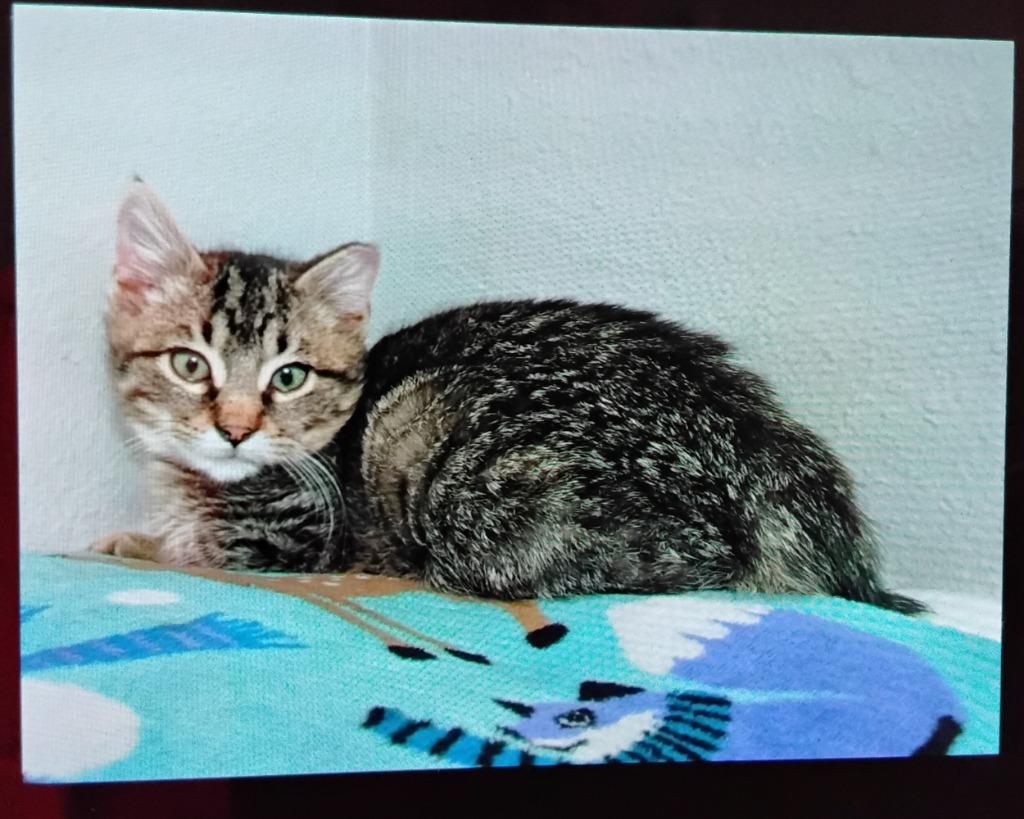 Pawsy, Adoptable, Kitten Male Domestic Medium Hair.