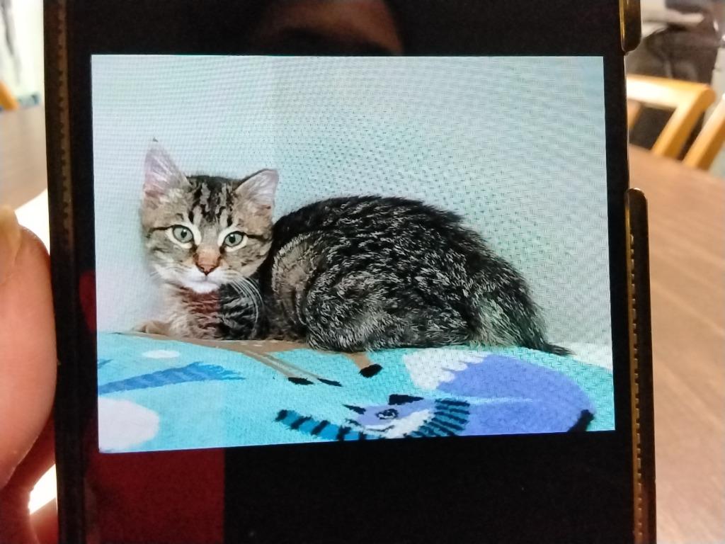 Enlarge Pawsy, a Adoptable mixed breed in Ada, OK image 2/2