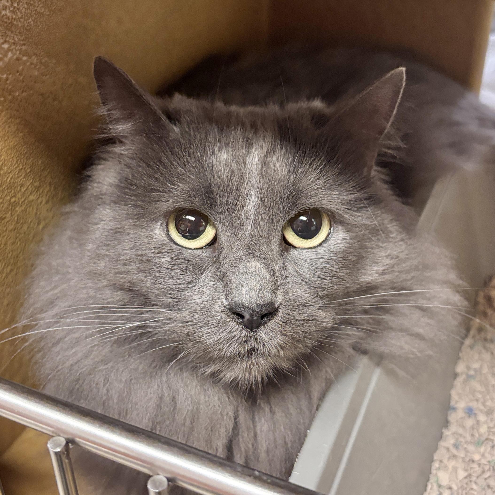 Enlarge Jade, a ADOPTABLE Domestic Long Hair in Sonora, CA image 1/1