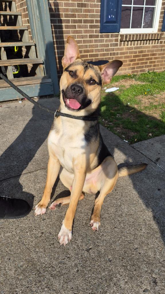 Magnus Mandarin, Adoptable, Young Male German Shepherd Dog.