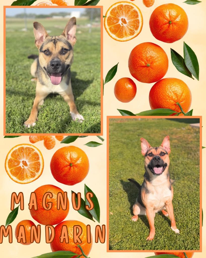 Enlarge Magnus Mandarin, a Adoptable mixed breed in Hopkinsville, KY image 2/4