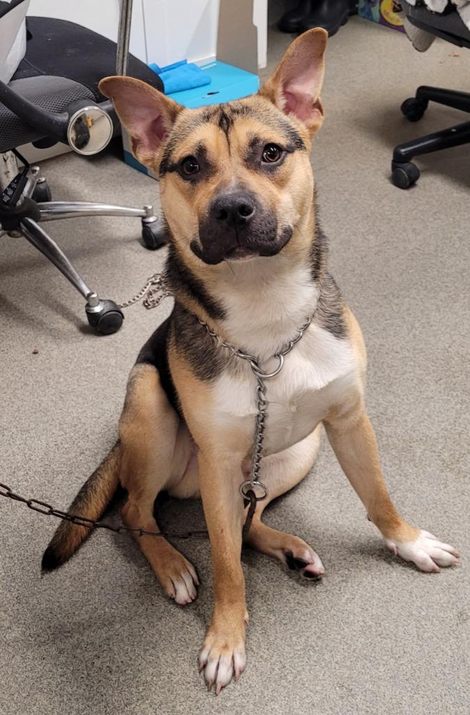 Enlarge Magnus Mandarin, a Adoptable mixed breed in Hopkinsville, KY image 3/4