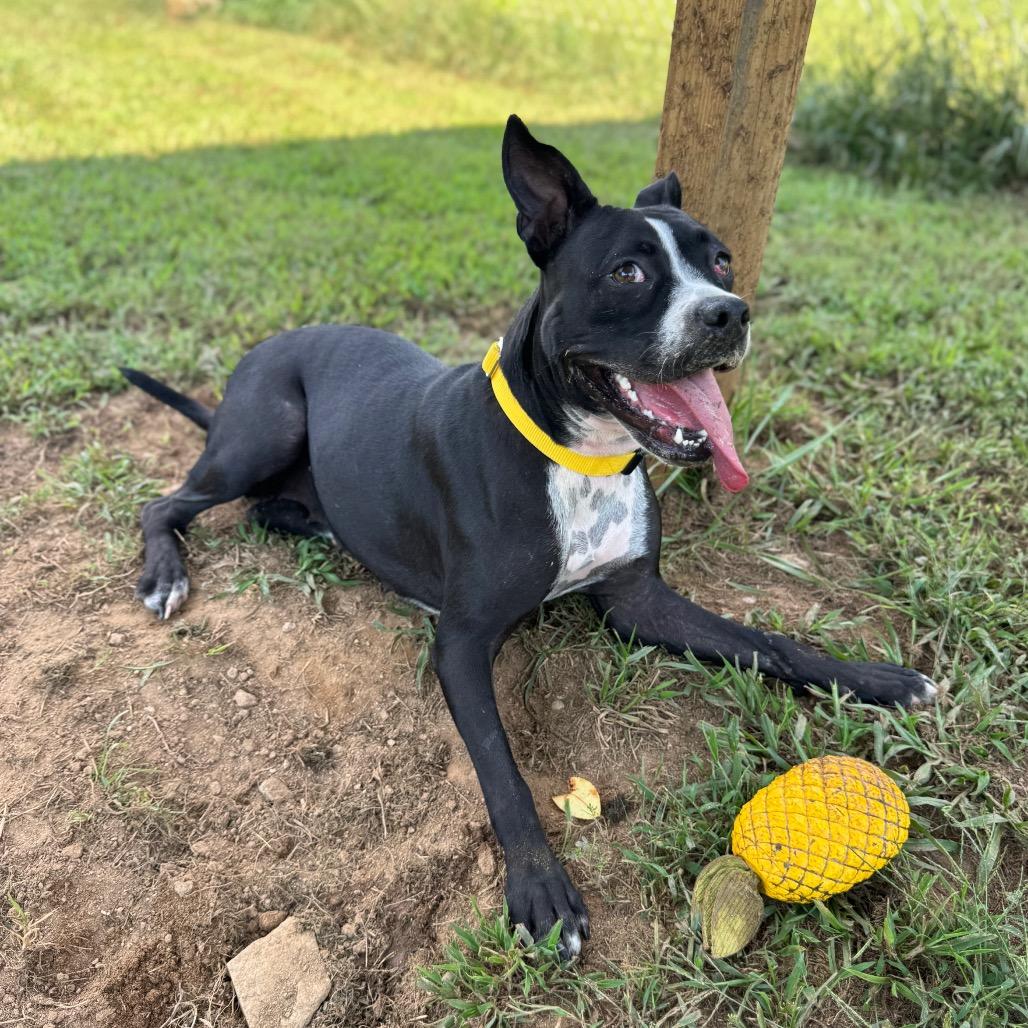 Penny, Adoptable, Adult Female Mixed Breed & Boston Terrier.