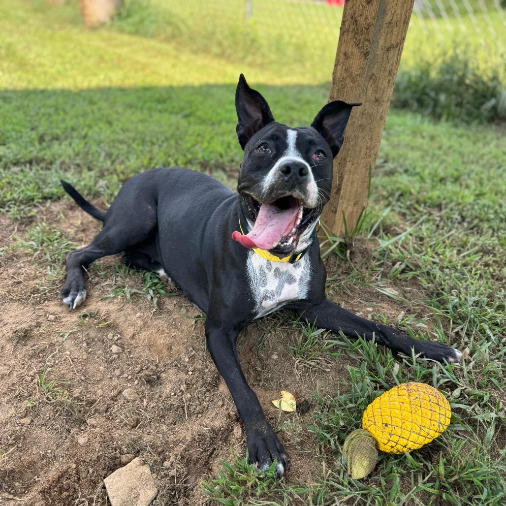 Enlarge Penny, a Adoptable mixed breed in Blairsville, GA image 2/5