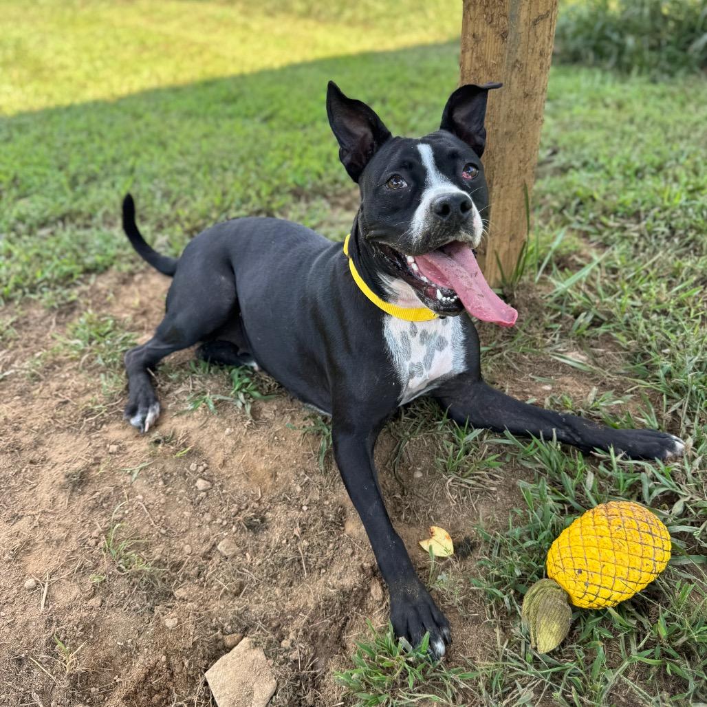Enlarge Penny, a Adoptable mixed breed in Blairsville, GA image 3/5