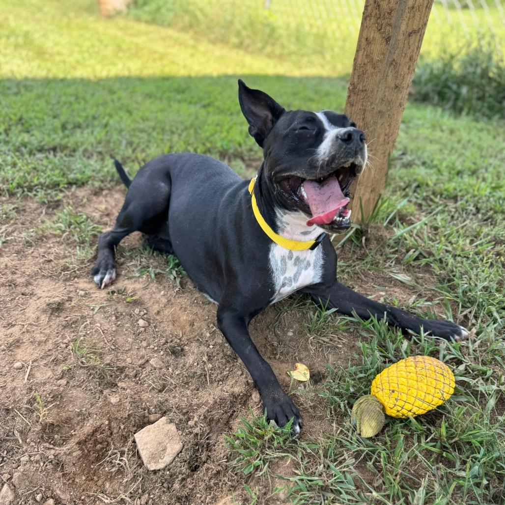 Enlarge Penny, a Adoptable mixed breed in Blairsville, GA image 5/5