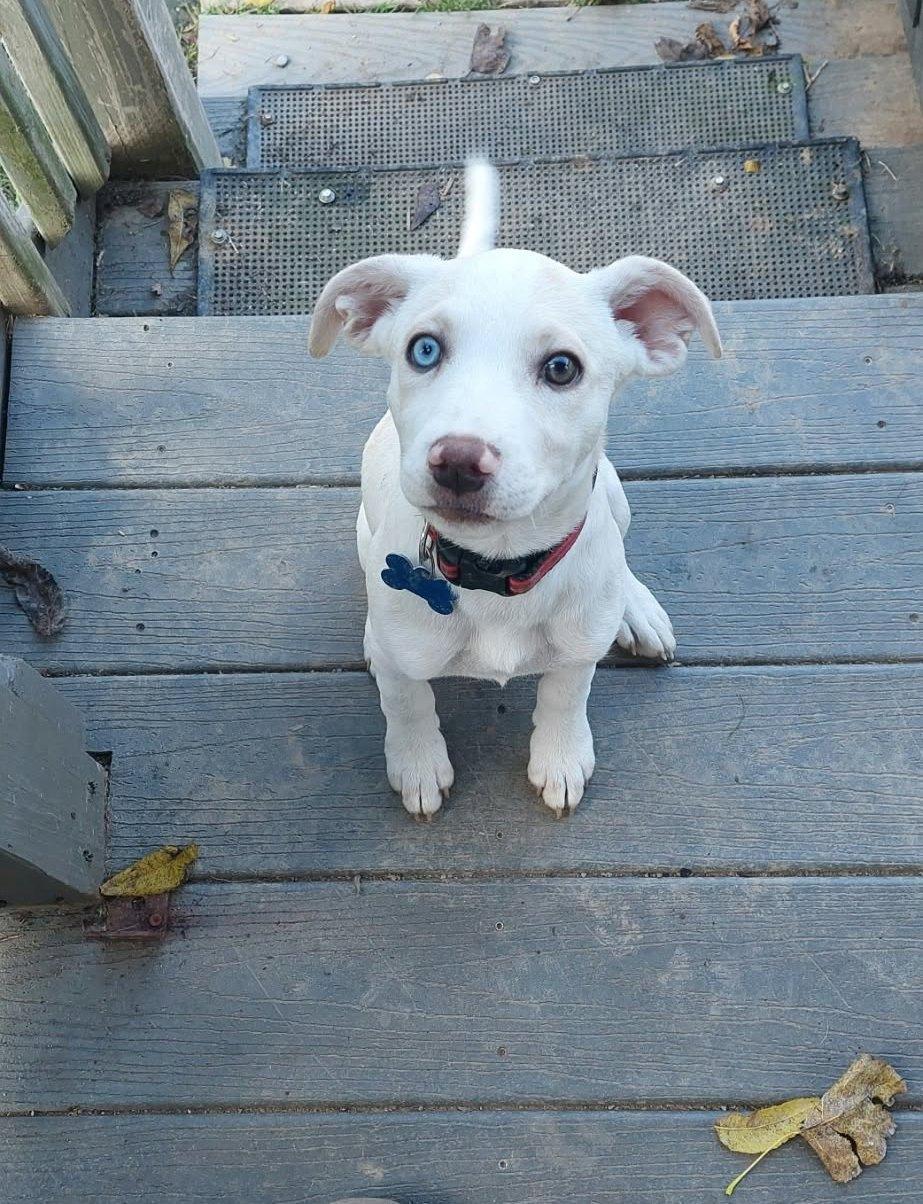 Enlarge Luna, a Adoptable mixed breed in Conesus, NY image 3/3