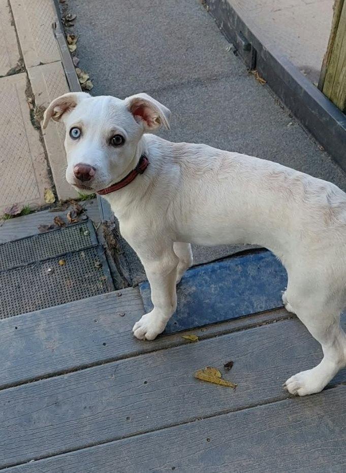 Enlarge Luna, a Adoptable mixed breed in Conesus, NY image 2/3