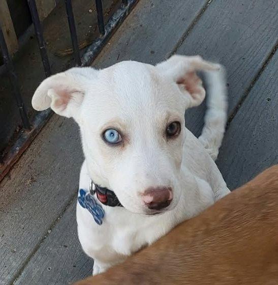 Enlarge Luna, a Adoptable mixed breed in Conesus, NY image 1/3