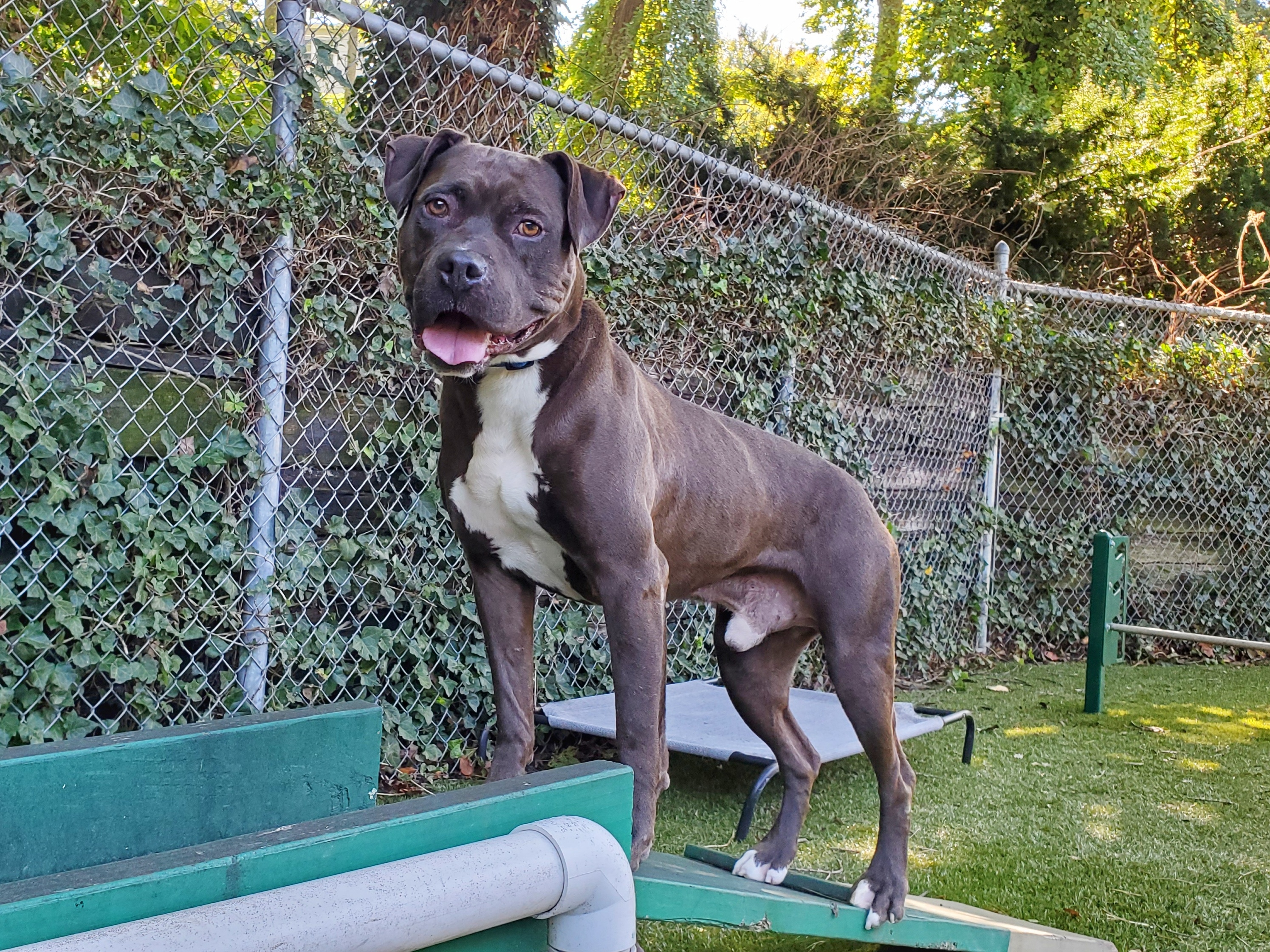Leo, Adoptable, Adult Male Pit Bull Terrier.