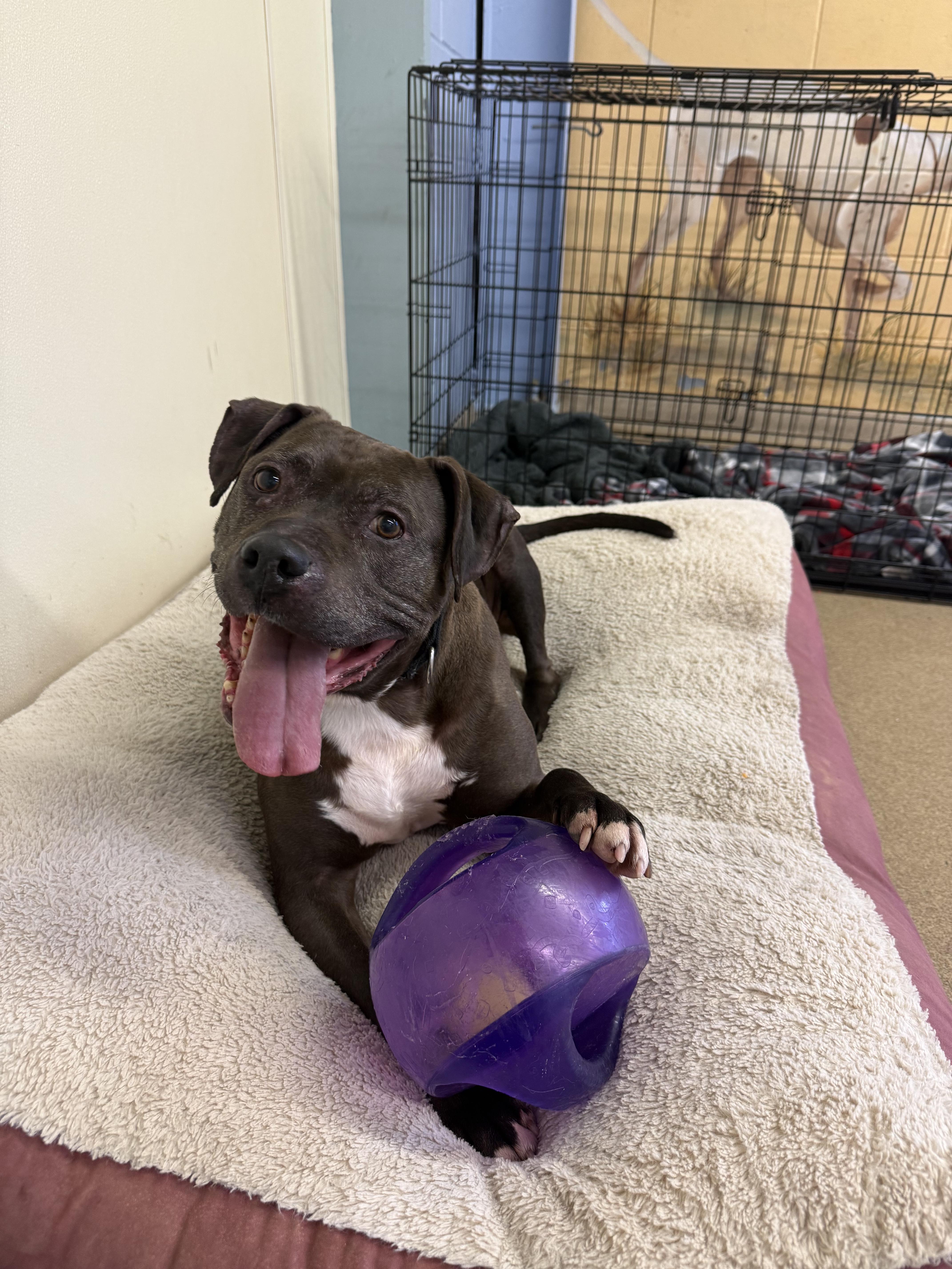 Leo, a Adoptable Pit Bull Terrier in Port Washington, NY image 4/4