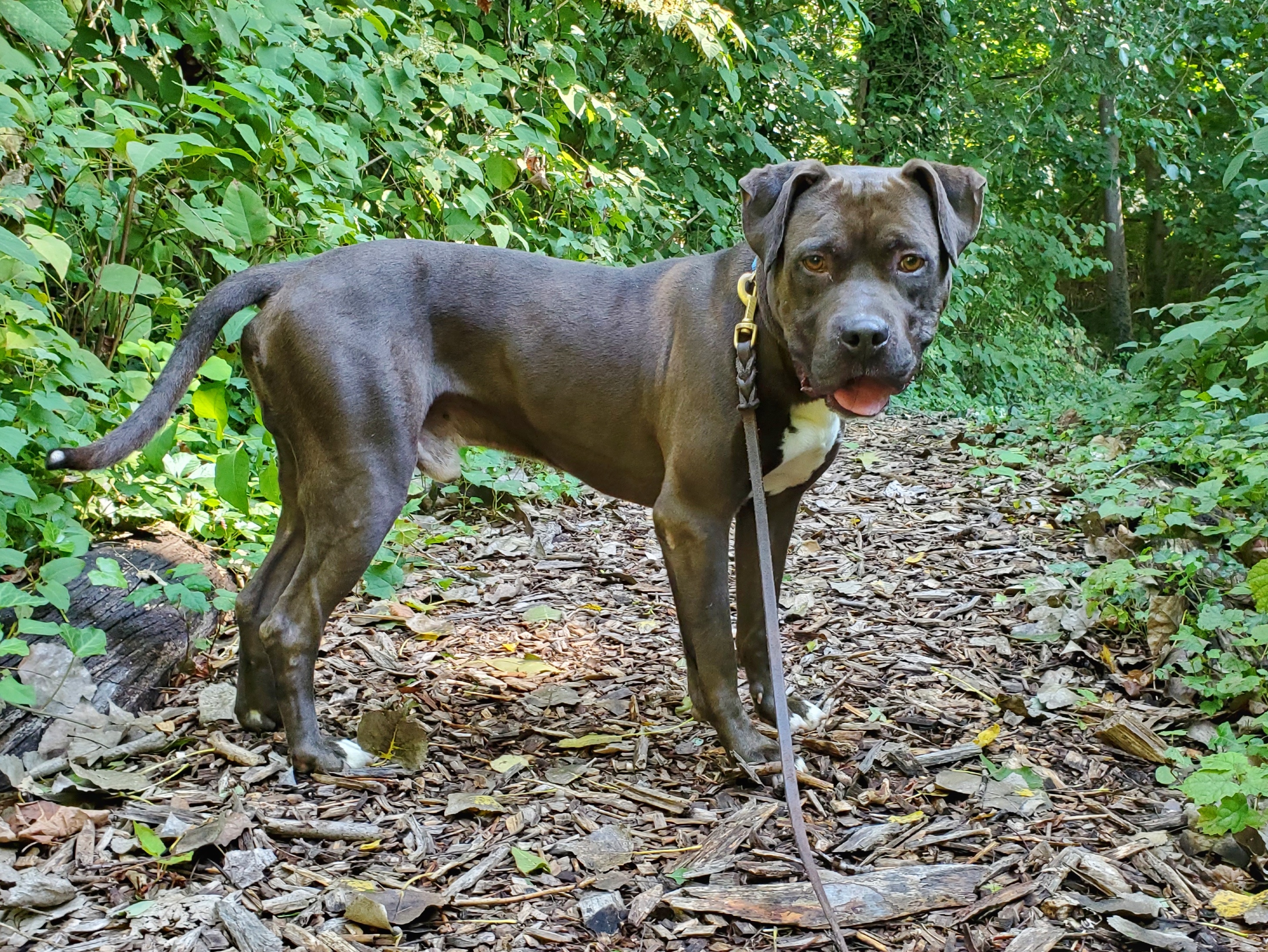 Enlarge Leo, a Adoptable Pit Bull Terrier in Port Washington, NY image 2/8