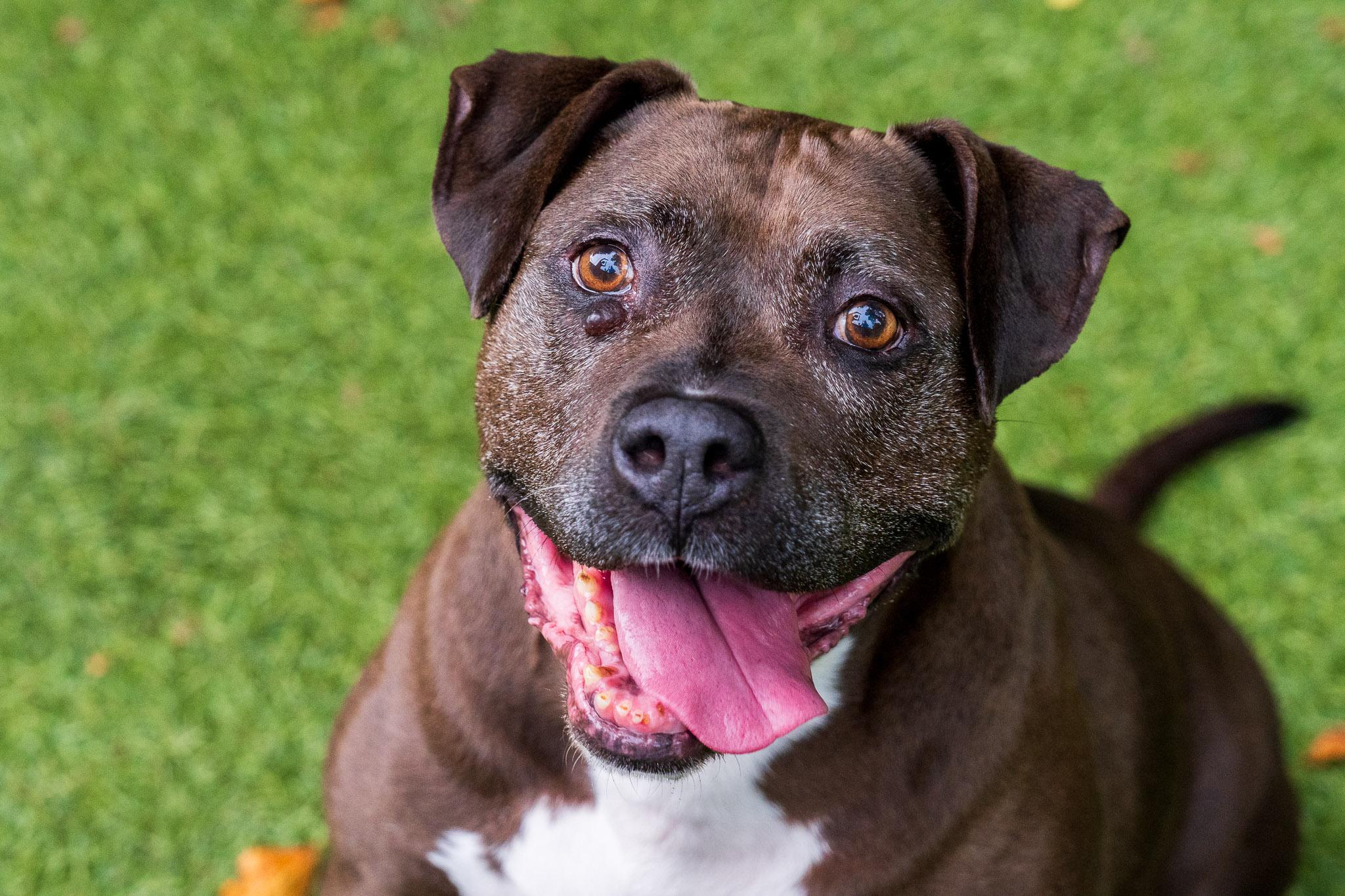 Leo, Adoptable, Adult Male Pit Bull Terrier.