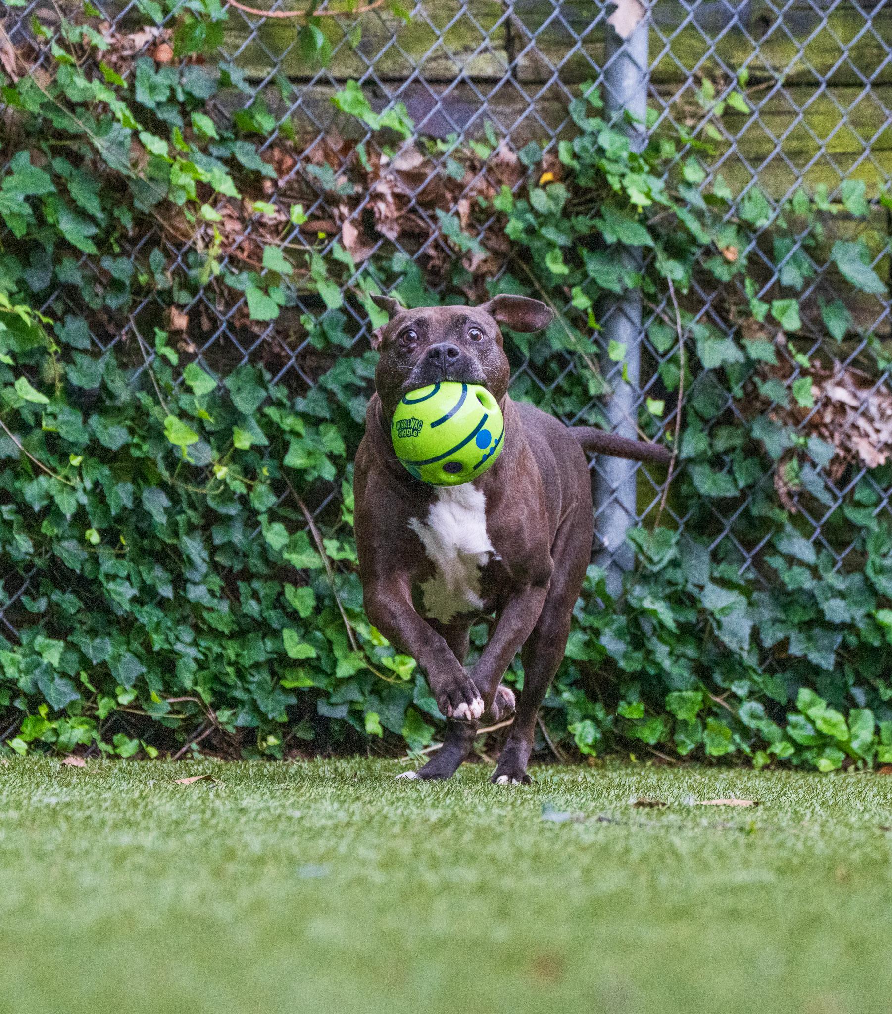 Enlarge Leo, a Adoptable Pit Bull Terrier in Port Washington, NY image 3/6