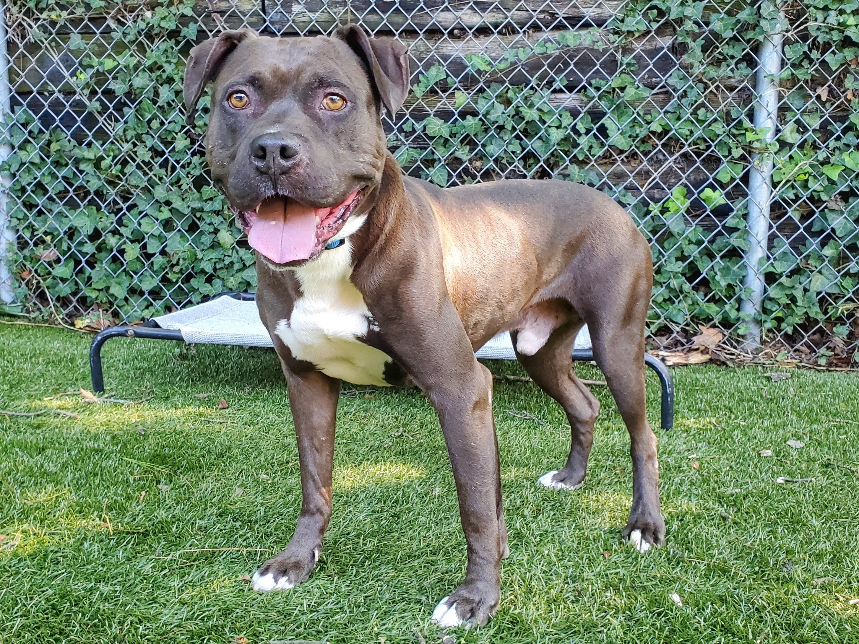 Enlarge Leo, a Adoptable Pit Bull Terrier in Port Washington, NY image 3/8