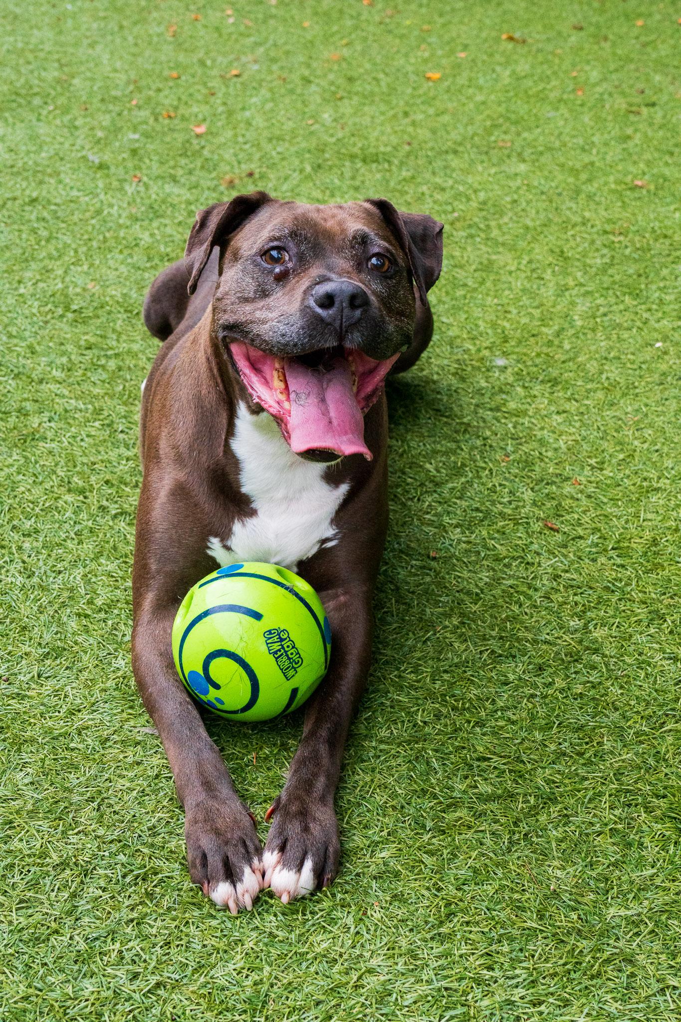 Enlarge Leo, a Adoptable Pit Bull Terrier in Port Washington, NY image 2/6