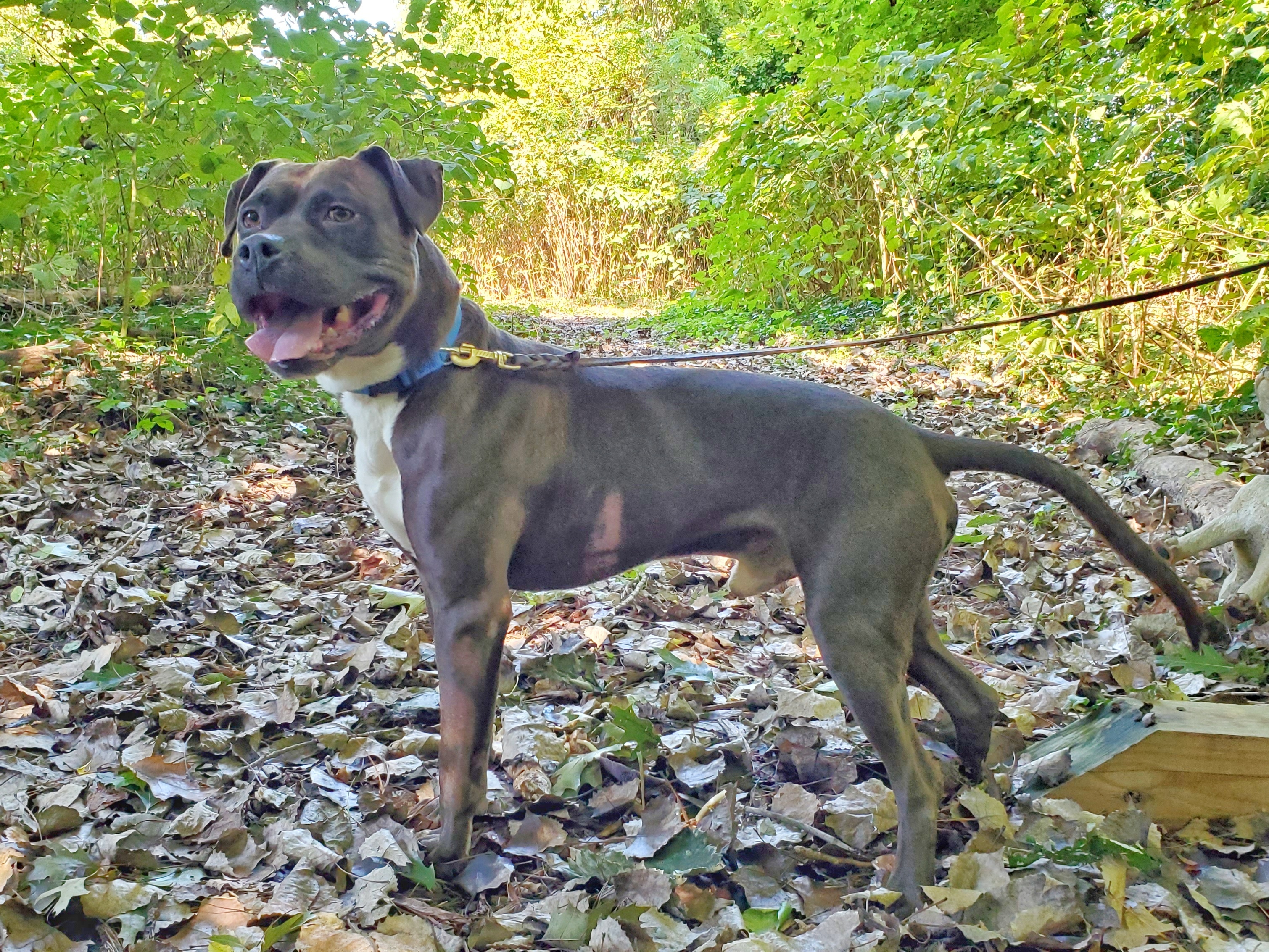 Enlarge Leo, a Adoptable Pit Bull Terrier in Port Washington, NY image 4/8