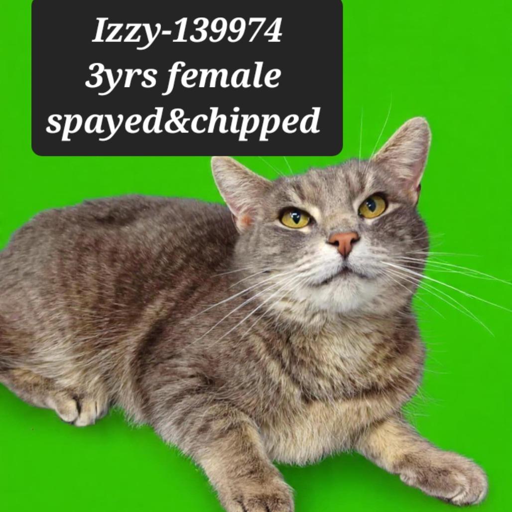 Enlarge Izzy, a Adoptable Domestic Short Hair in New Tazewell, TN image 1/1