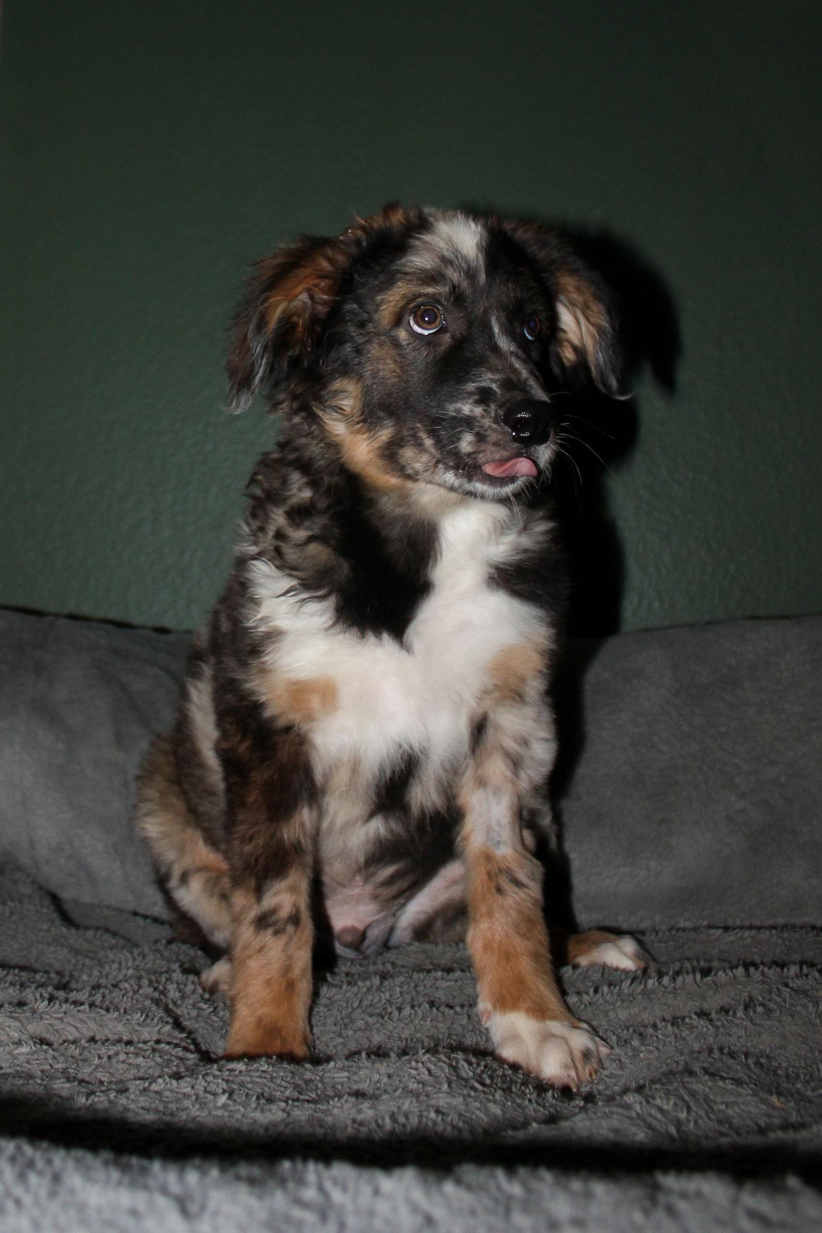 Turner, Adopted, Puppy Male Australian Shepherd.