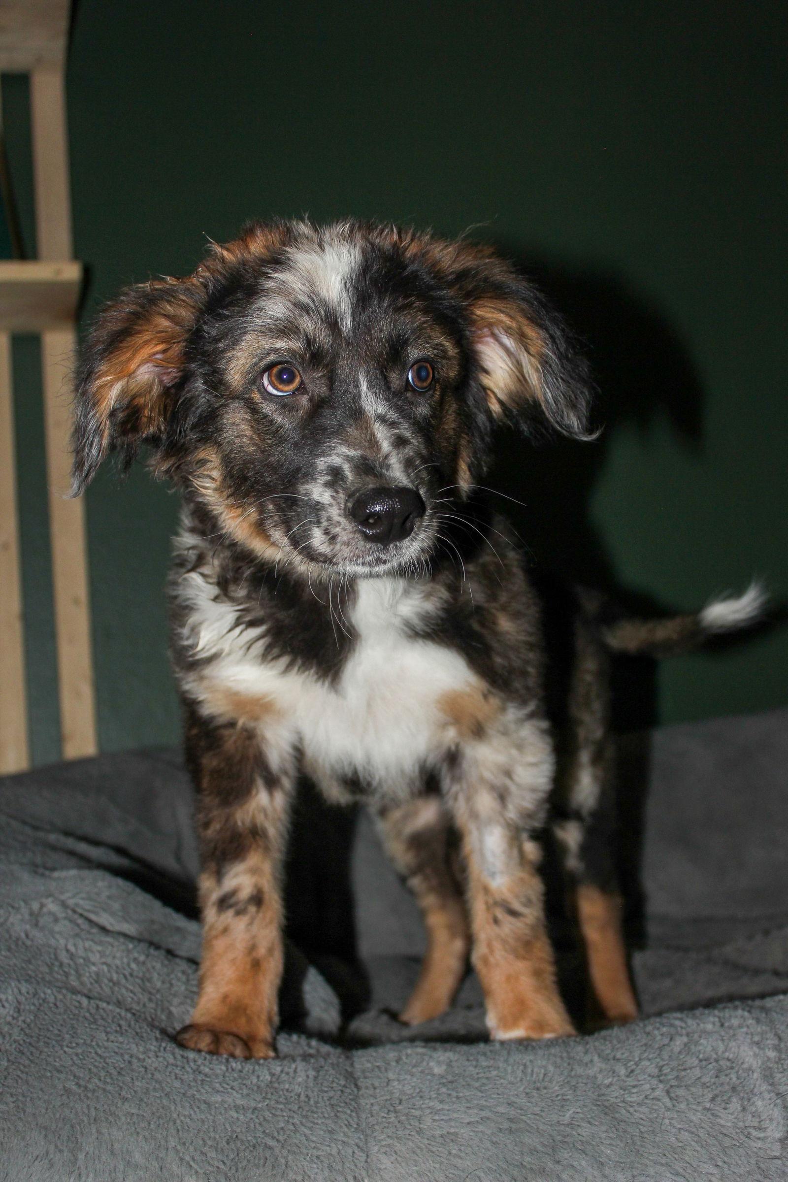 Enlarge Turner, a Adopted Australian Shepherd in PHOENIX, AZ image 2/2
